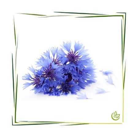 Hydrolat Kornblumen zertifiziert BIO